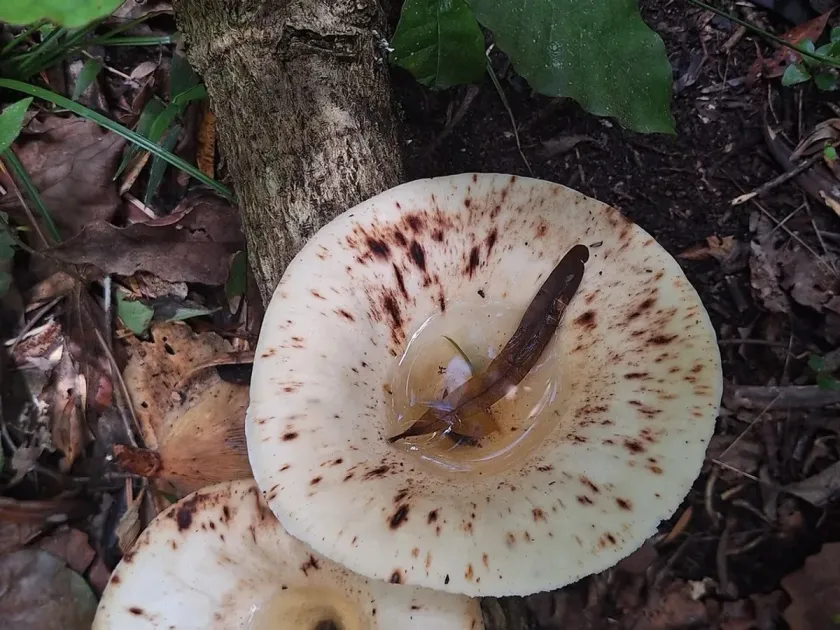 Lentinus sajor-caju