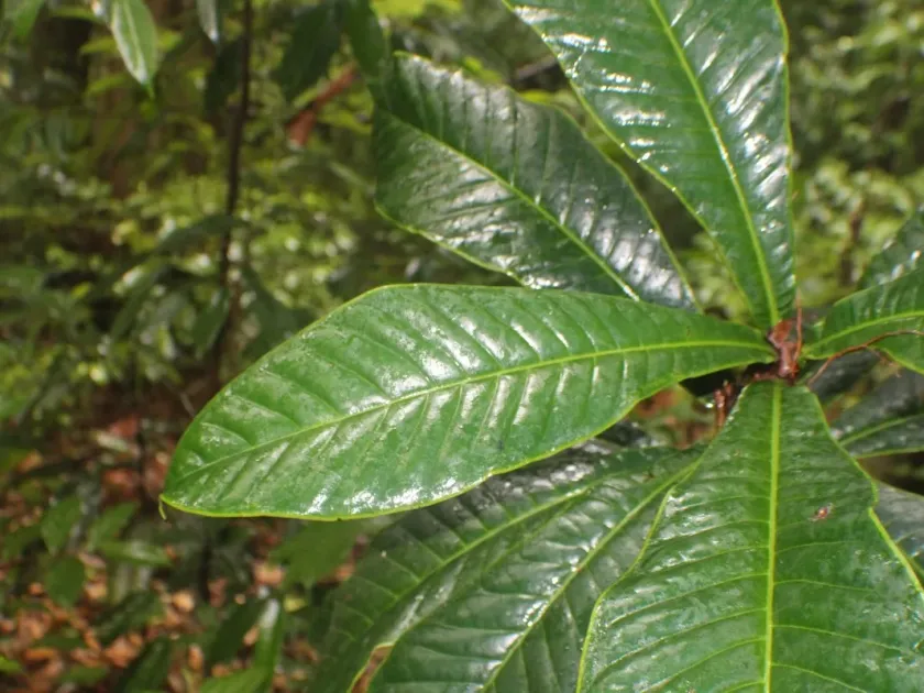 Semecarpus marginatus