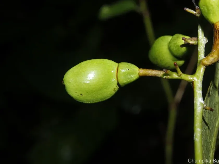 Semecarpus acuminatus