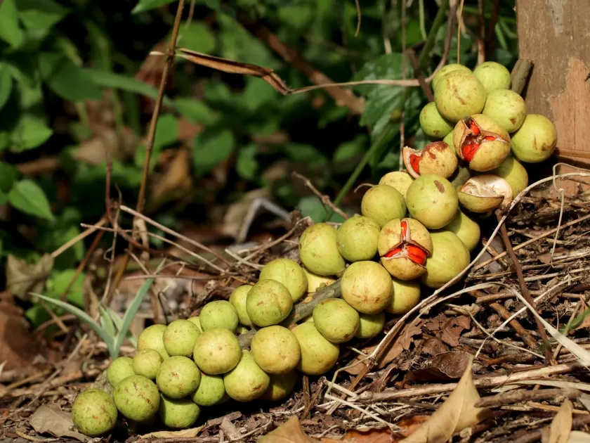 Sageretia hamosa