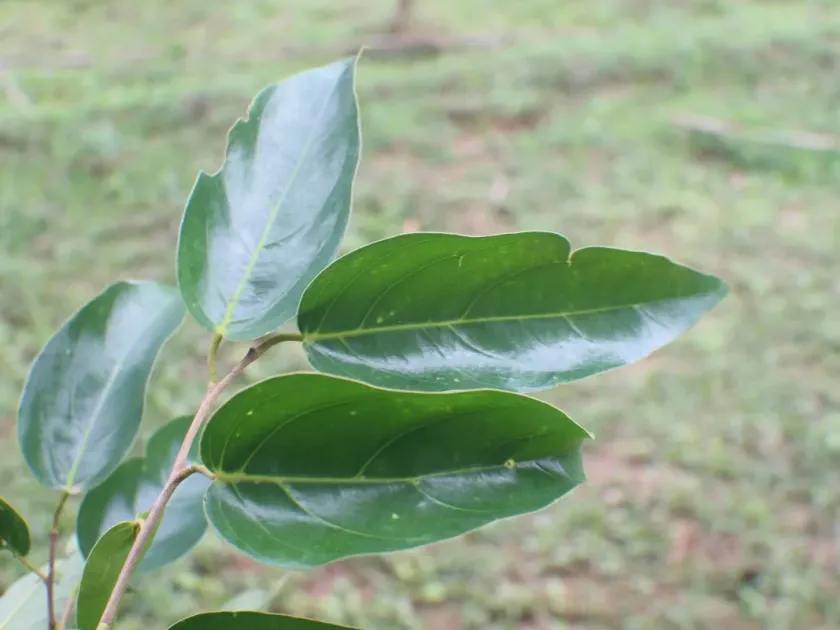 Hopea discolor