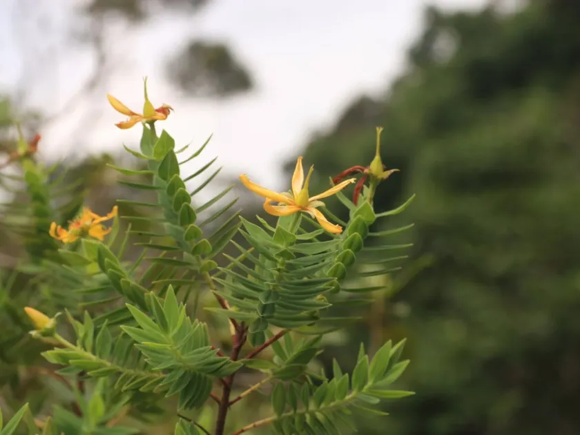 Mysore St. John's wort