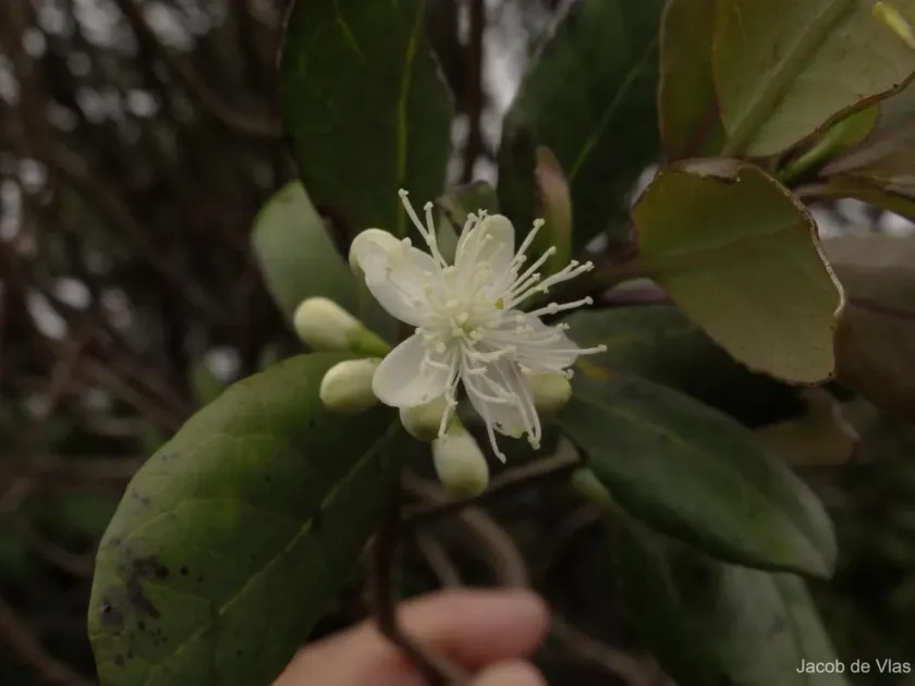 Symplocos obtusa