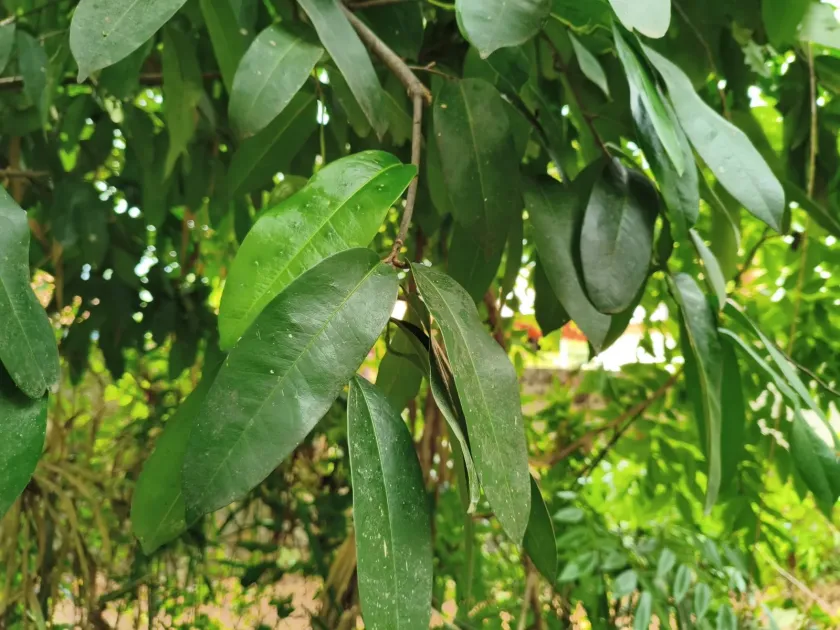 Quassia indica