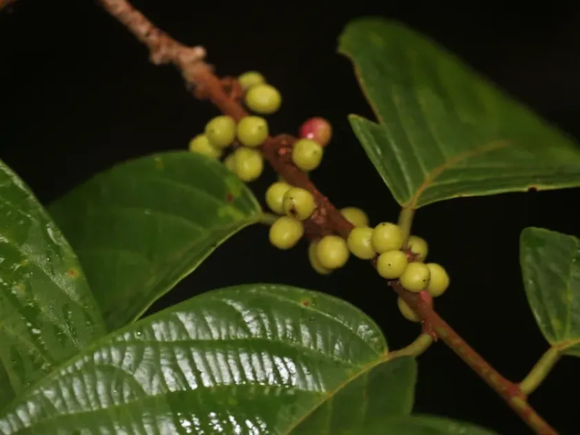 Bridelia pustulata