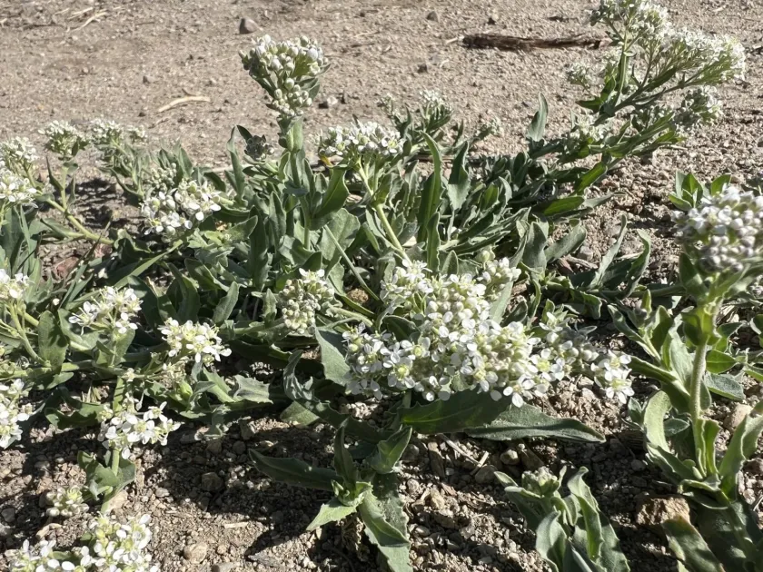 Lepidium appelianum
