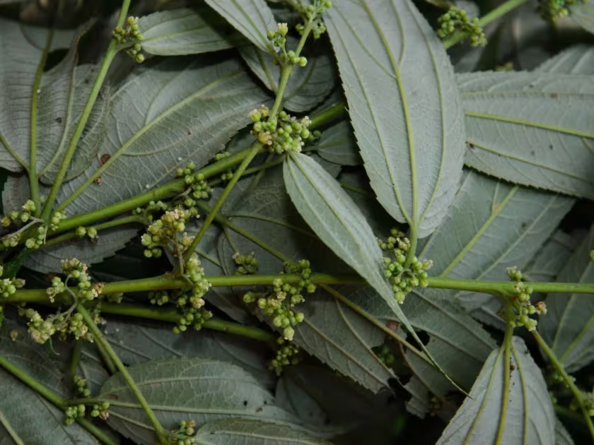 Trema angustifolium