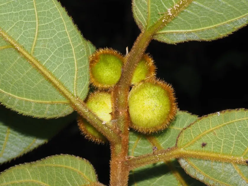 Rusty Fig