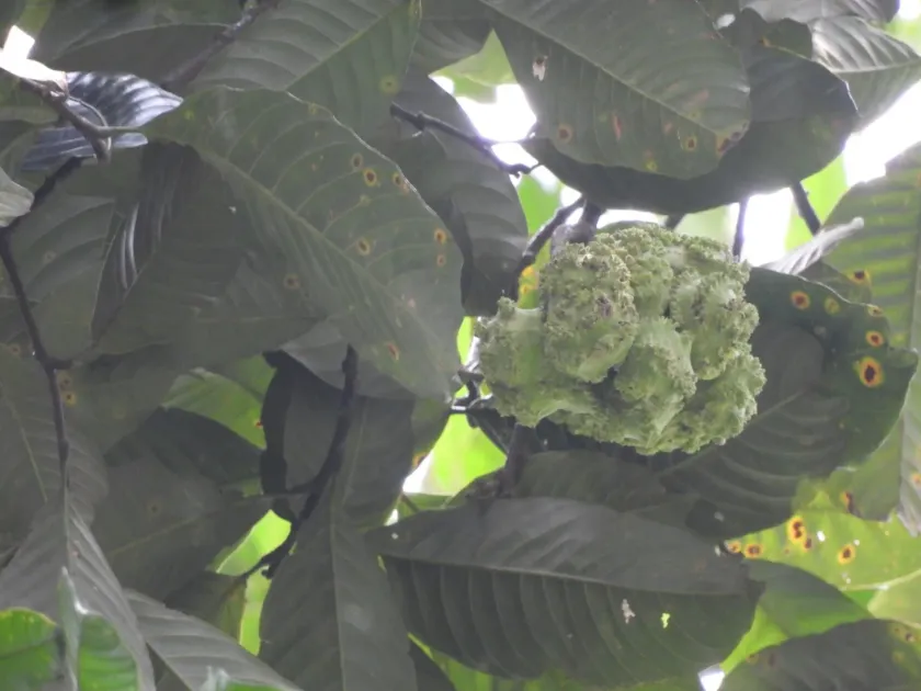Castanopsis lucida