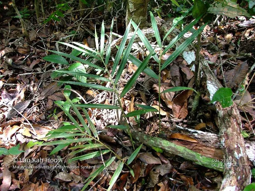 Amomum micranthum