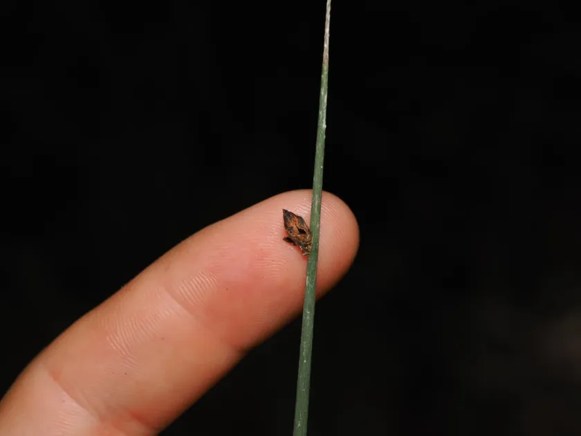 Lepironia articulata