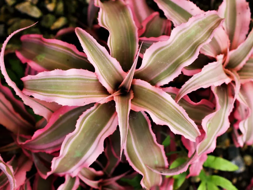 Cryptanthus beuckeri
