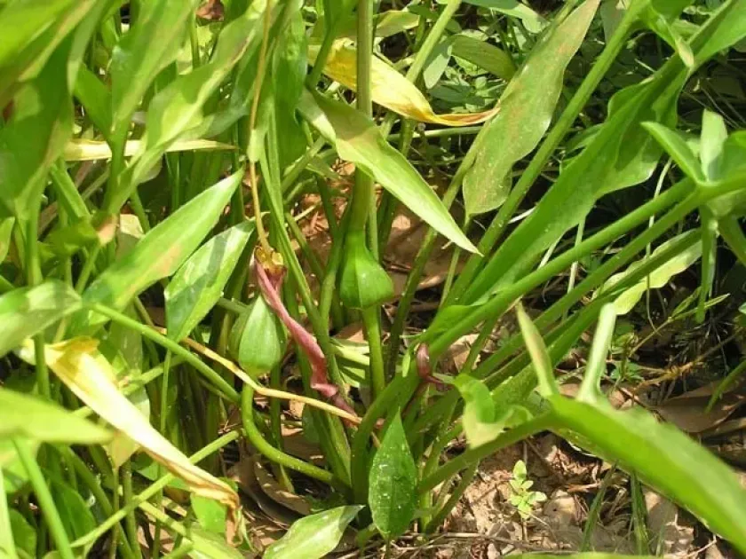 Typhonium flagelliforme