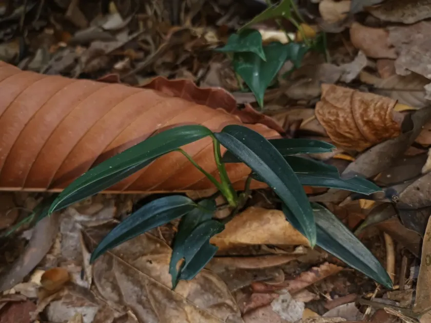 Scindapsus hederaceus