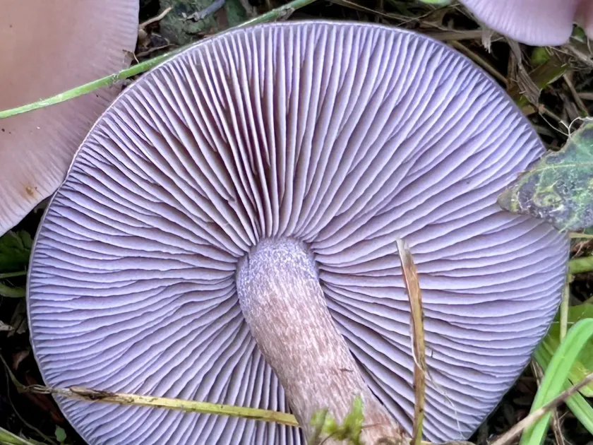 Lepista sordida
