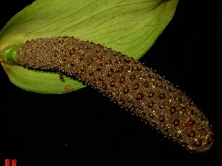Podolasia stipitata