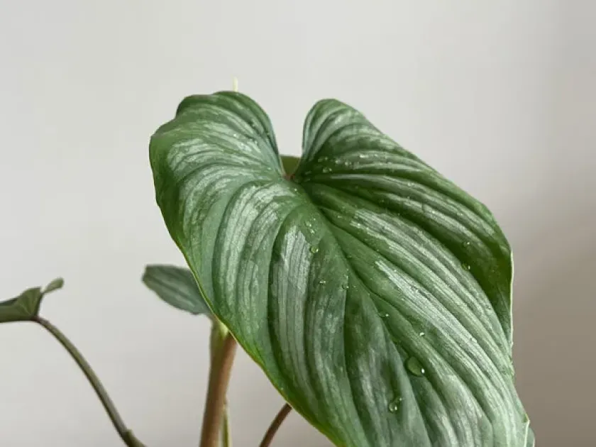 Philodendron mamei