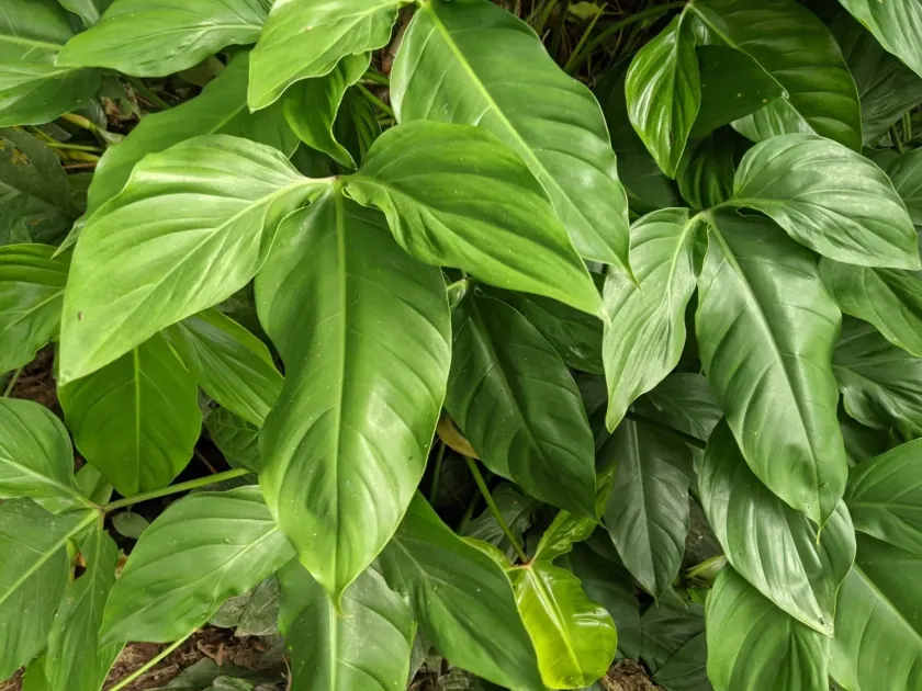 Philodendron tripartitum