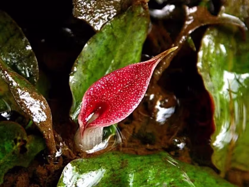 Cryptocoryne purpurea