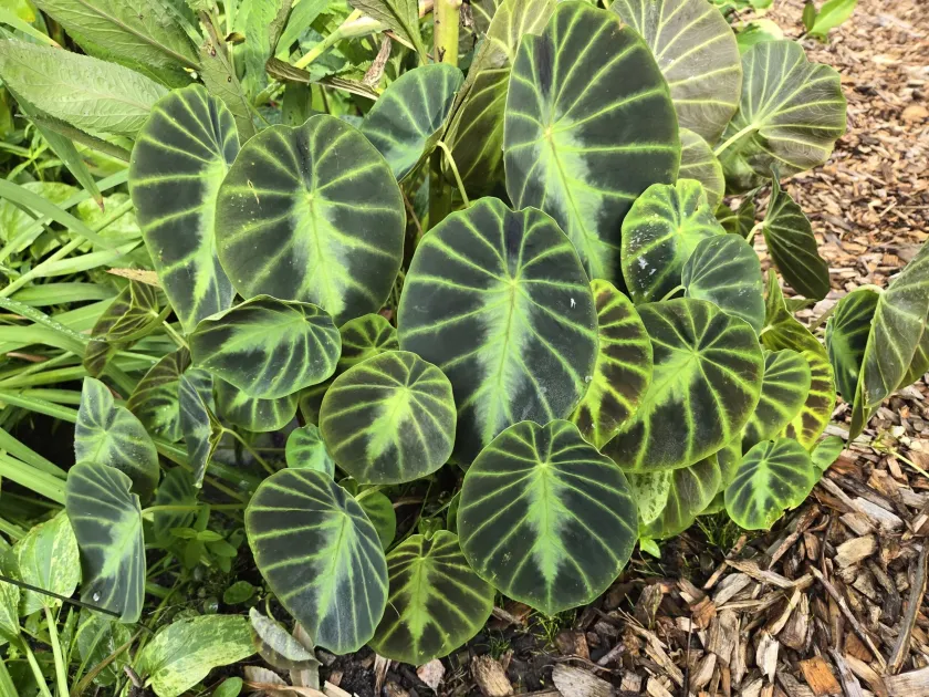 Colocasia affinis
