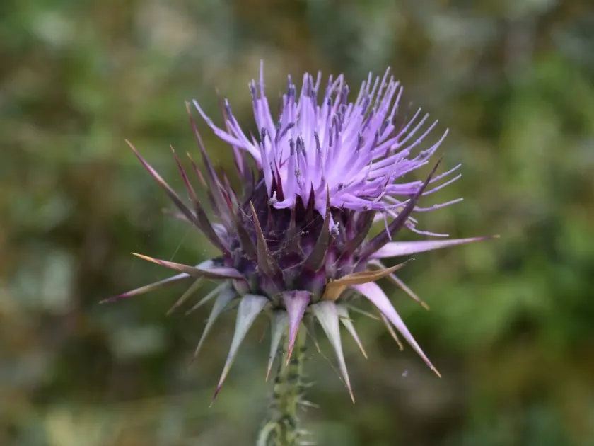 Cyprian cotton thistle