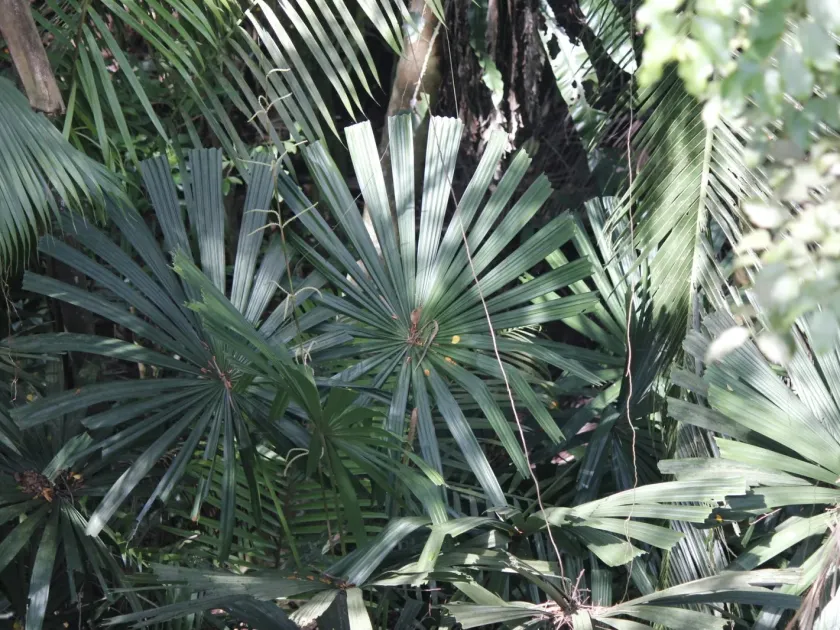 Licuala horrida