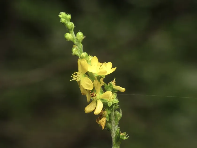 Soft agrimony