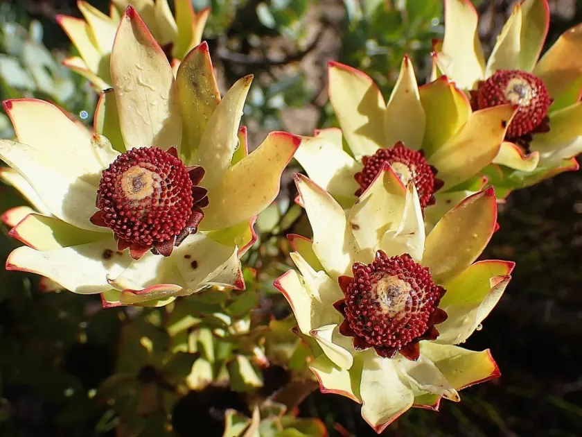 Leucadendron procerum
