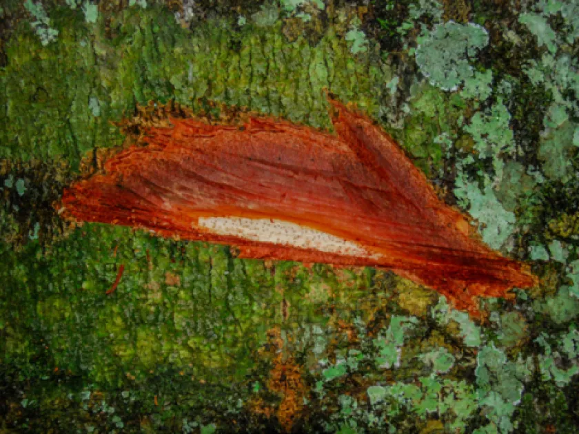 Prioria oxyphylla