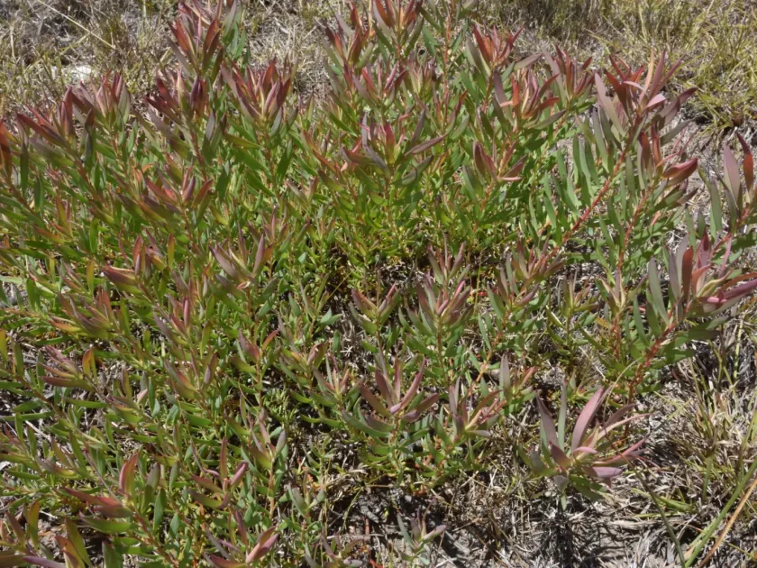 Leucadendron salignum