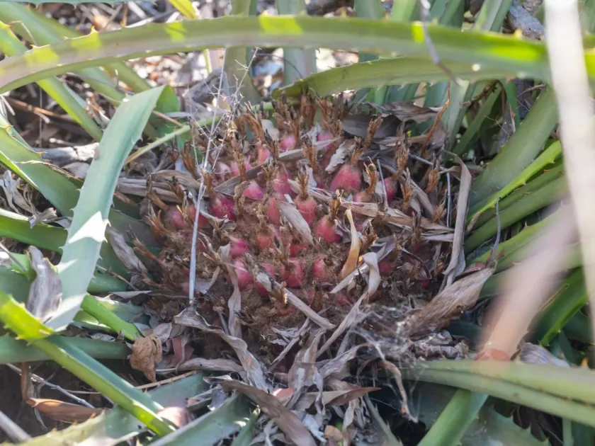 Bromelia karatas