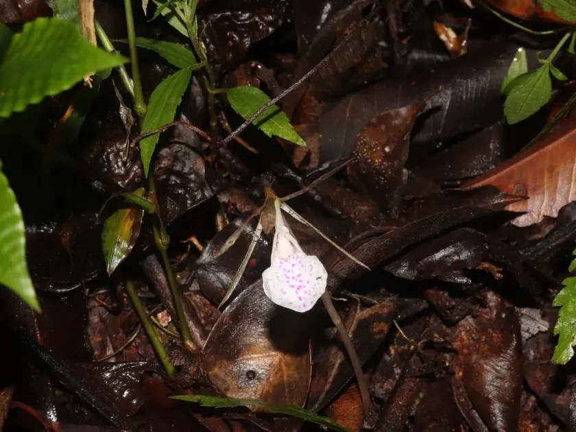 Нервилия точечная