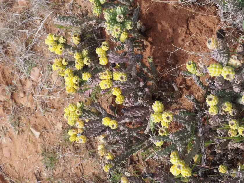 Whipple cholla