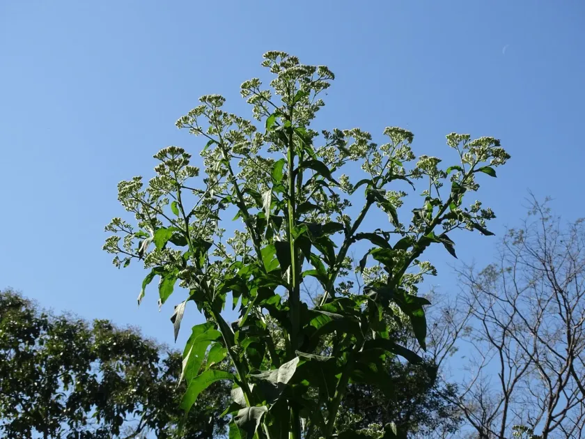 Verbesina turbacensis