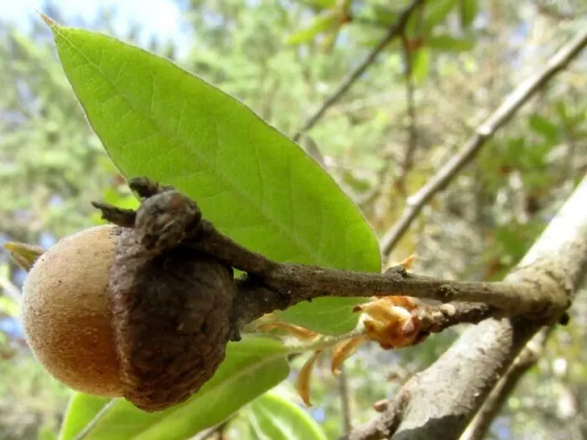 Mexican oak