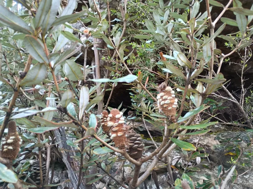 Banksia saxicola