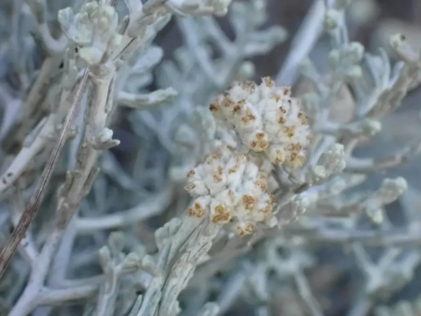 Leucophyta brownii
