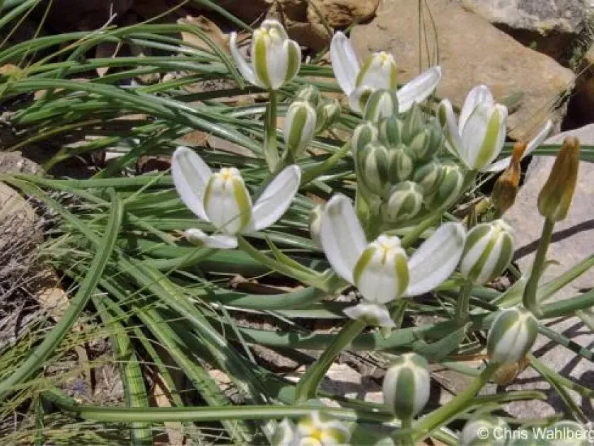 Albuca sudanica