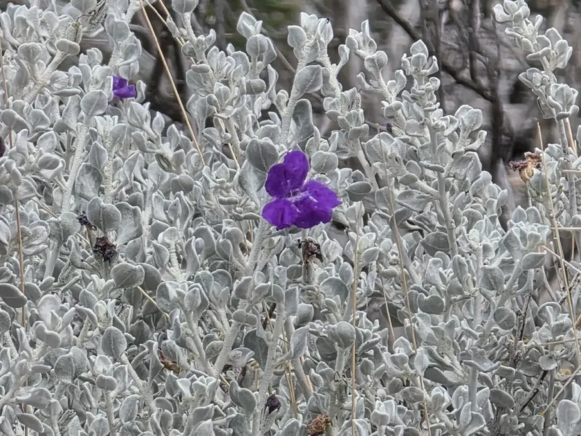 Leucophyllum candidum
