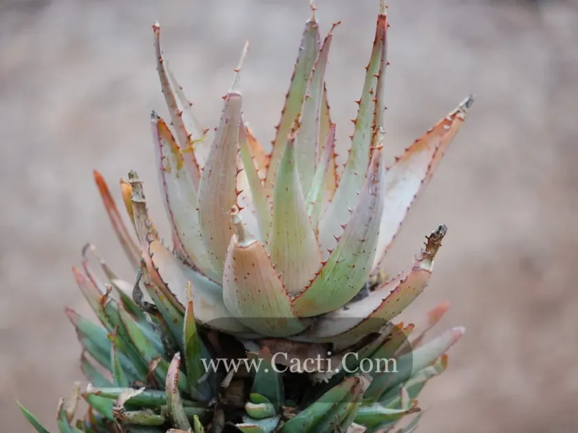 Aloe bakeri × Aloe glauca