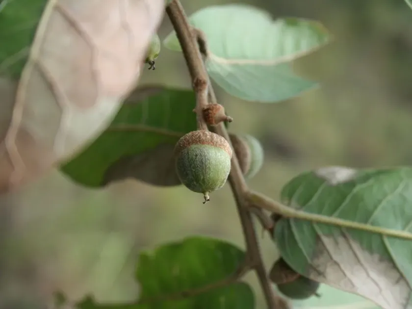 Elliptic oak