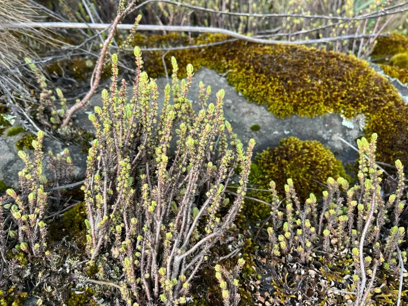 Crassula schimperi