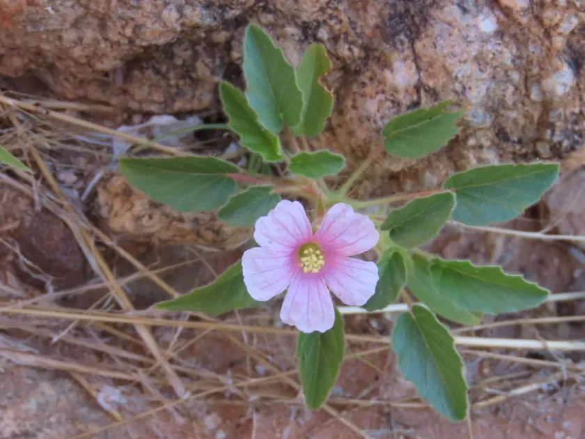 Monsonia senegalensis