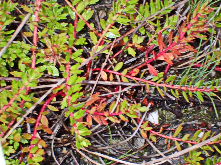 Laurembergia repens