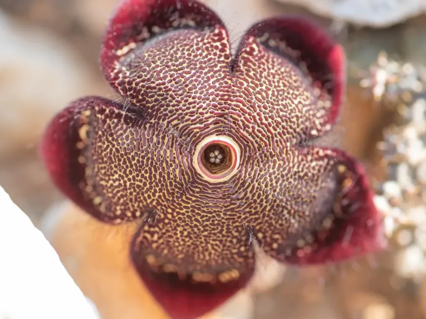 Edithcolea grandis