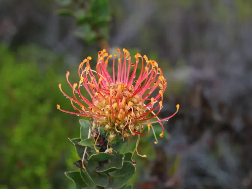 Leucospermum