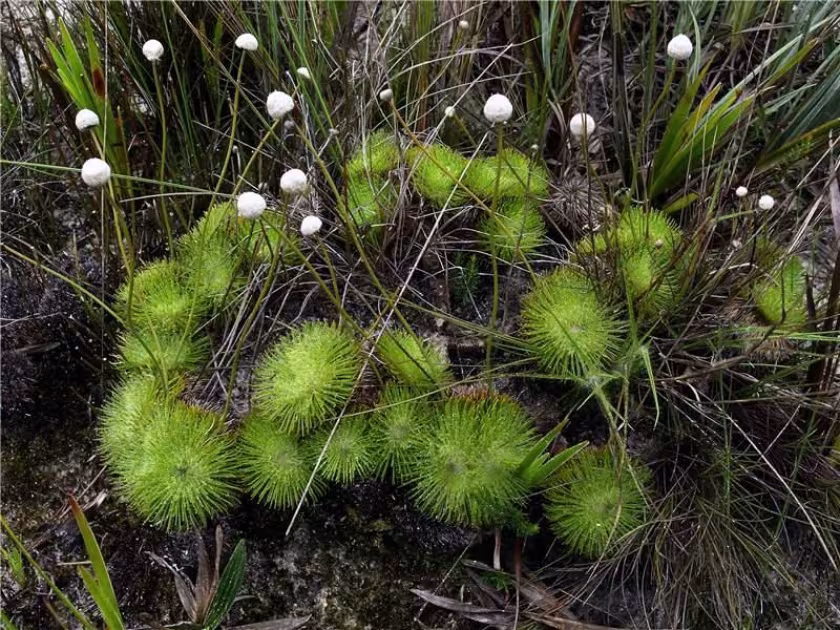 Leiothrix flavescens