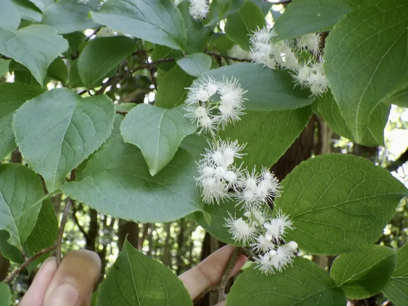 Korean sweetleaf