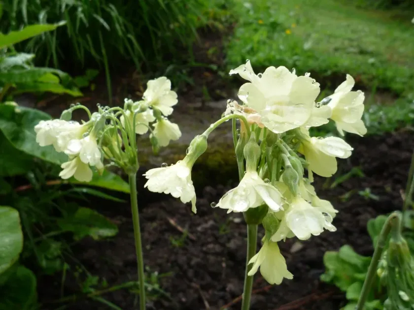 Alpine primrose