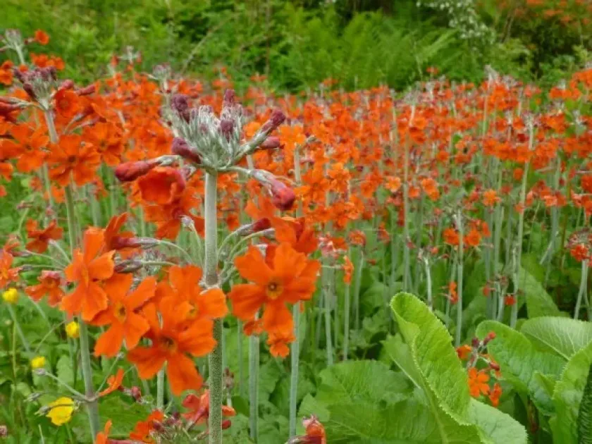 Orange primrose